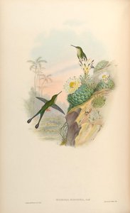 Spathura scissiura = Ocreatus underwoodii peruanus de John Gould